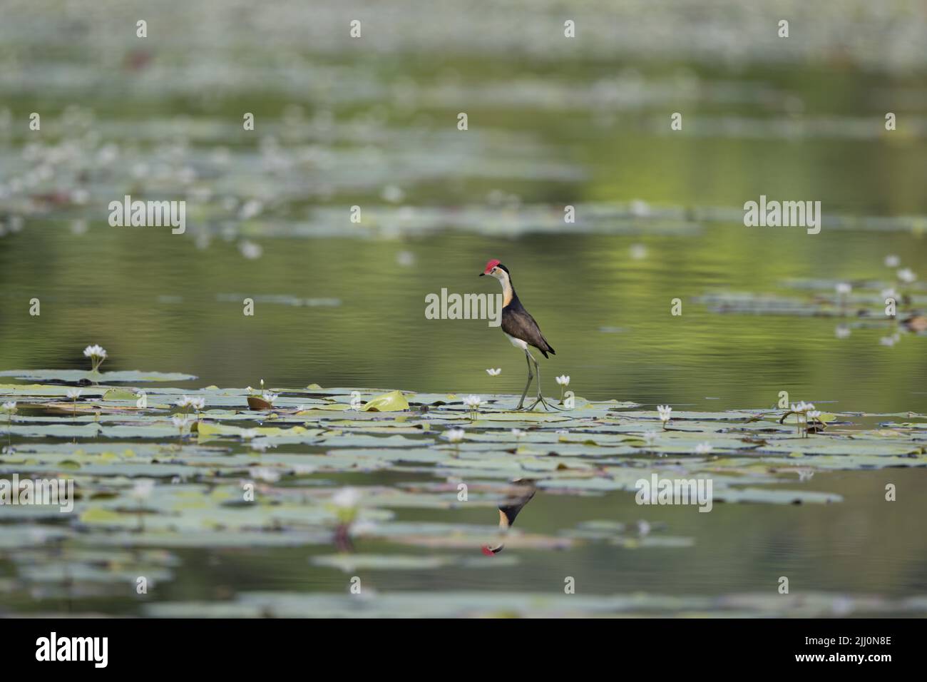 Jacanas mit Kammkammfellkämme, die einen territorialen Streit über lilly-Pads in einem Wasserloch im fernen Norden von Queensland in Australien hatten. Stockfoto