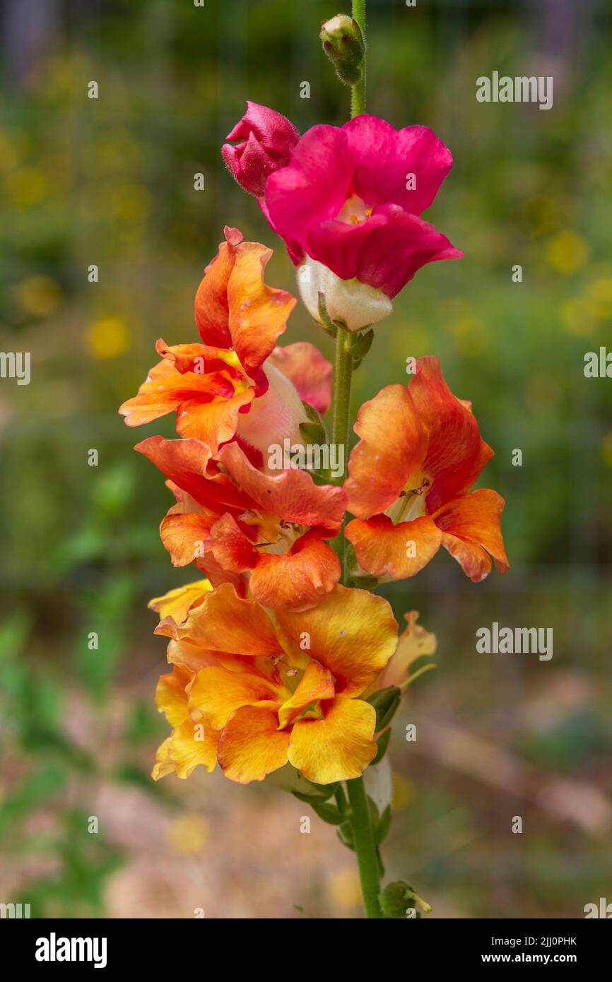 Nahaufnahme eines blühenden Sherbet Toned Chantilly Snapdragon (Antirrhinum majus) in Gelb-, Orange- und leuchtendem Pink. Stockfoto