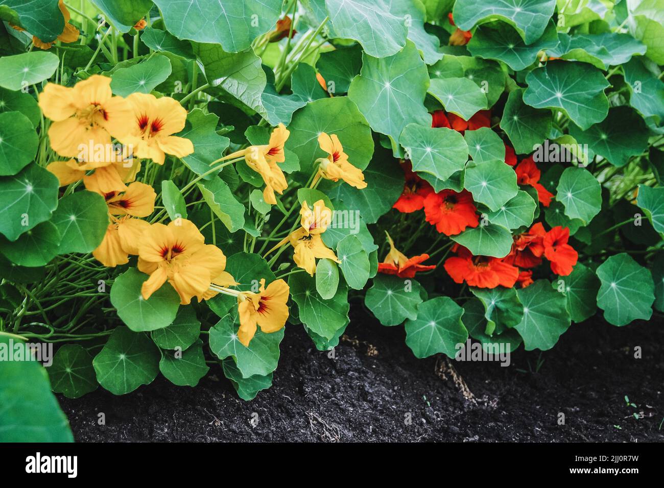 Blühende Kapuzinerblüten mit orangen und gelben Blüten, Tropeolum majus im Garten Stockfoto