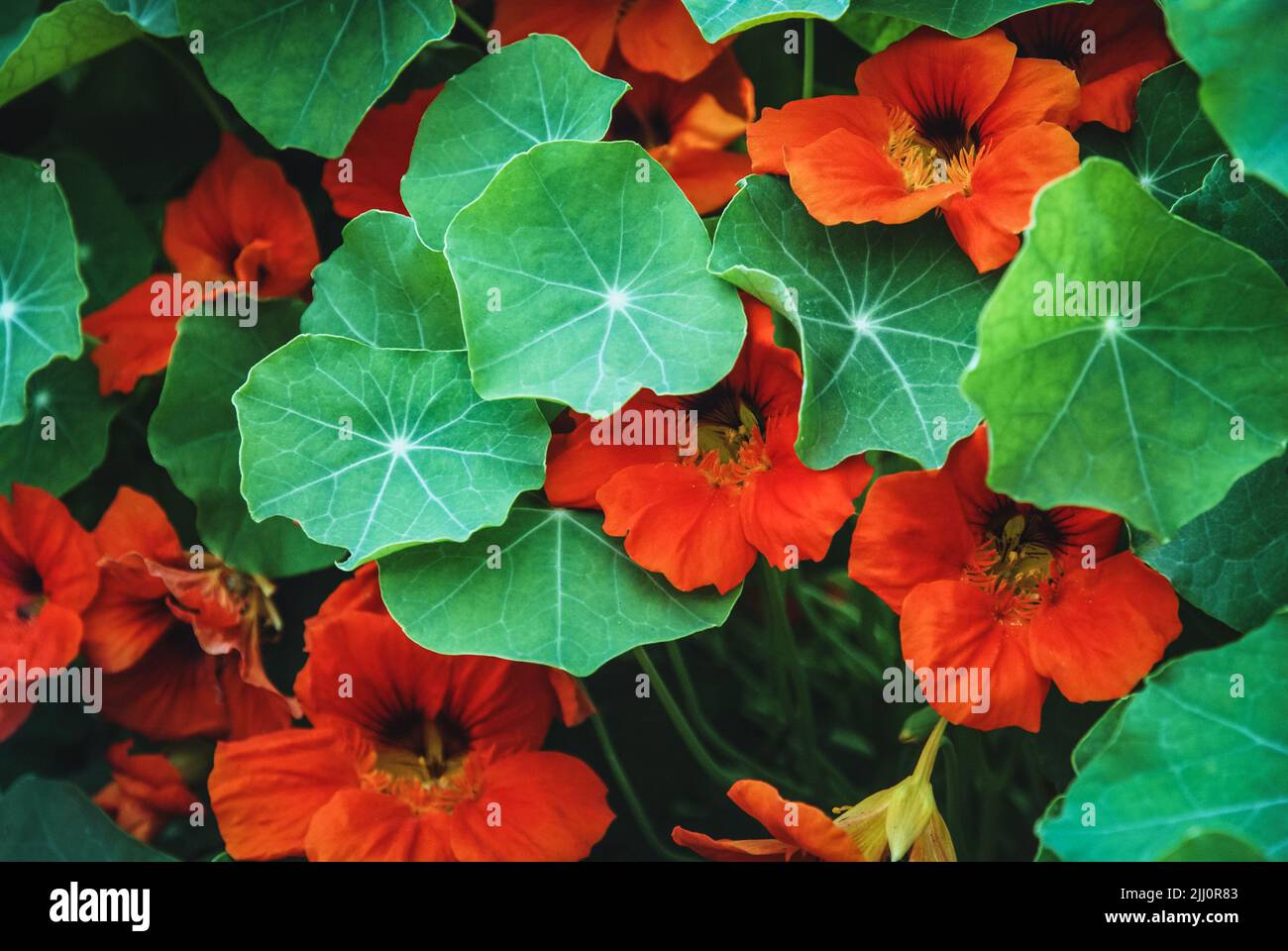Orangenes Kapuzinerkresse blüht unter grünen Blättern, Tropeolum majus blüht im Garten Stockfoto
