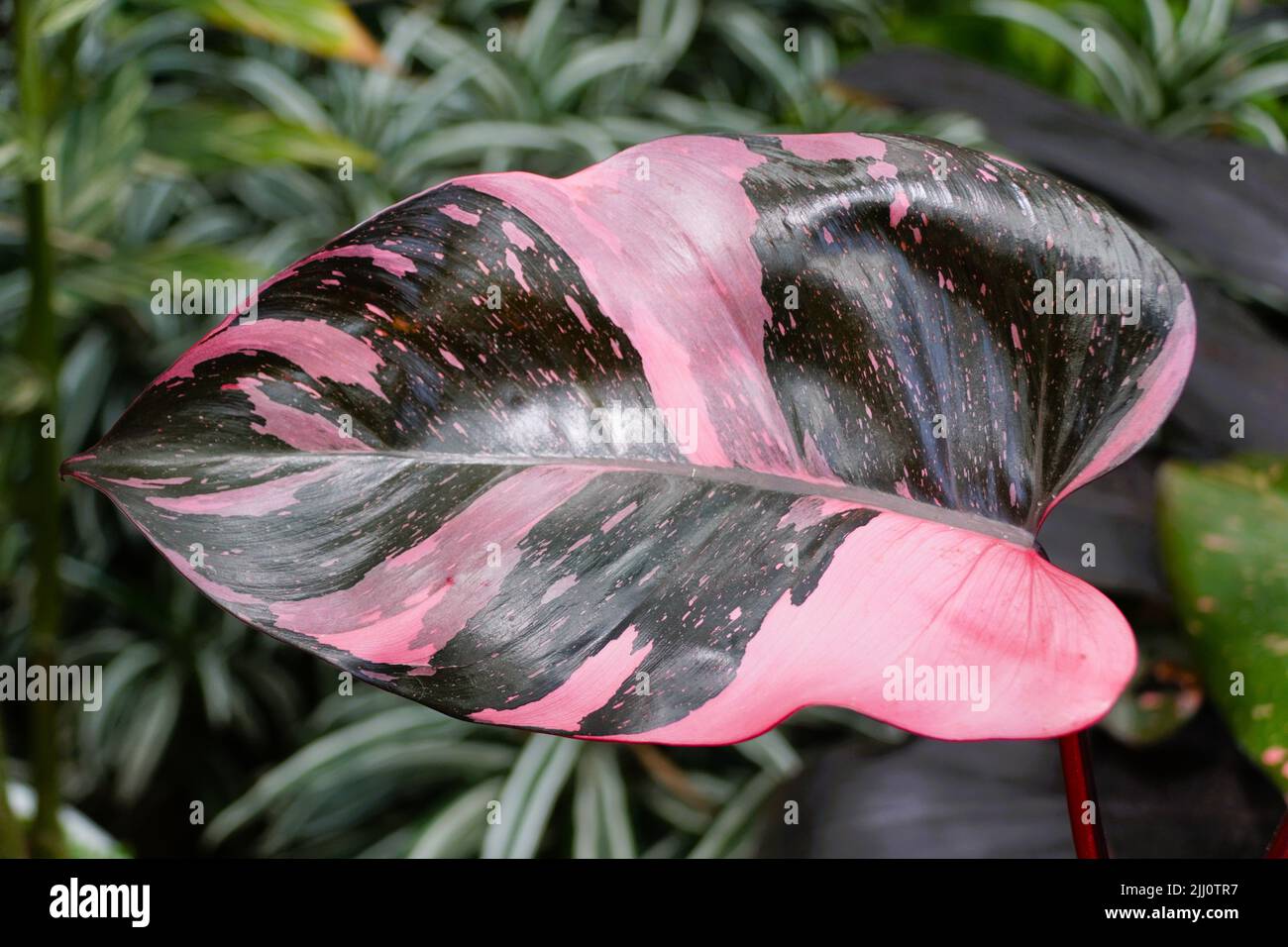 Schönes rosa und schwarzes Blatt von Philodendron Pink Princess, eine seltene und beliebte Zimmerpflanze Stockfoto