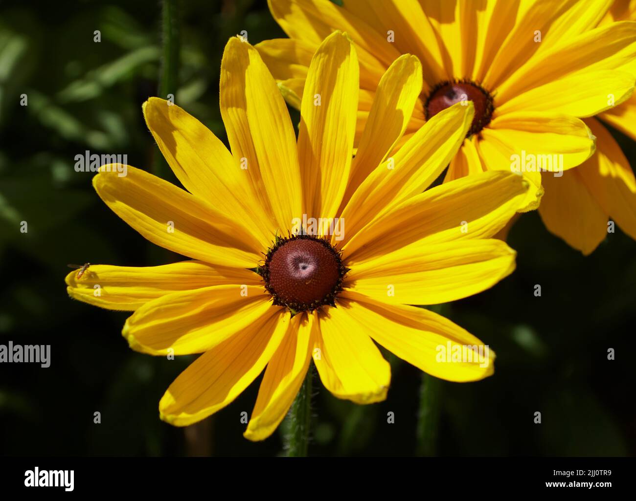 Das helle Gelb einer wunderschönen Gloriosa Daisy „Indian Summer“-Blume in voller Blüte Stockfoto