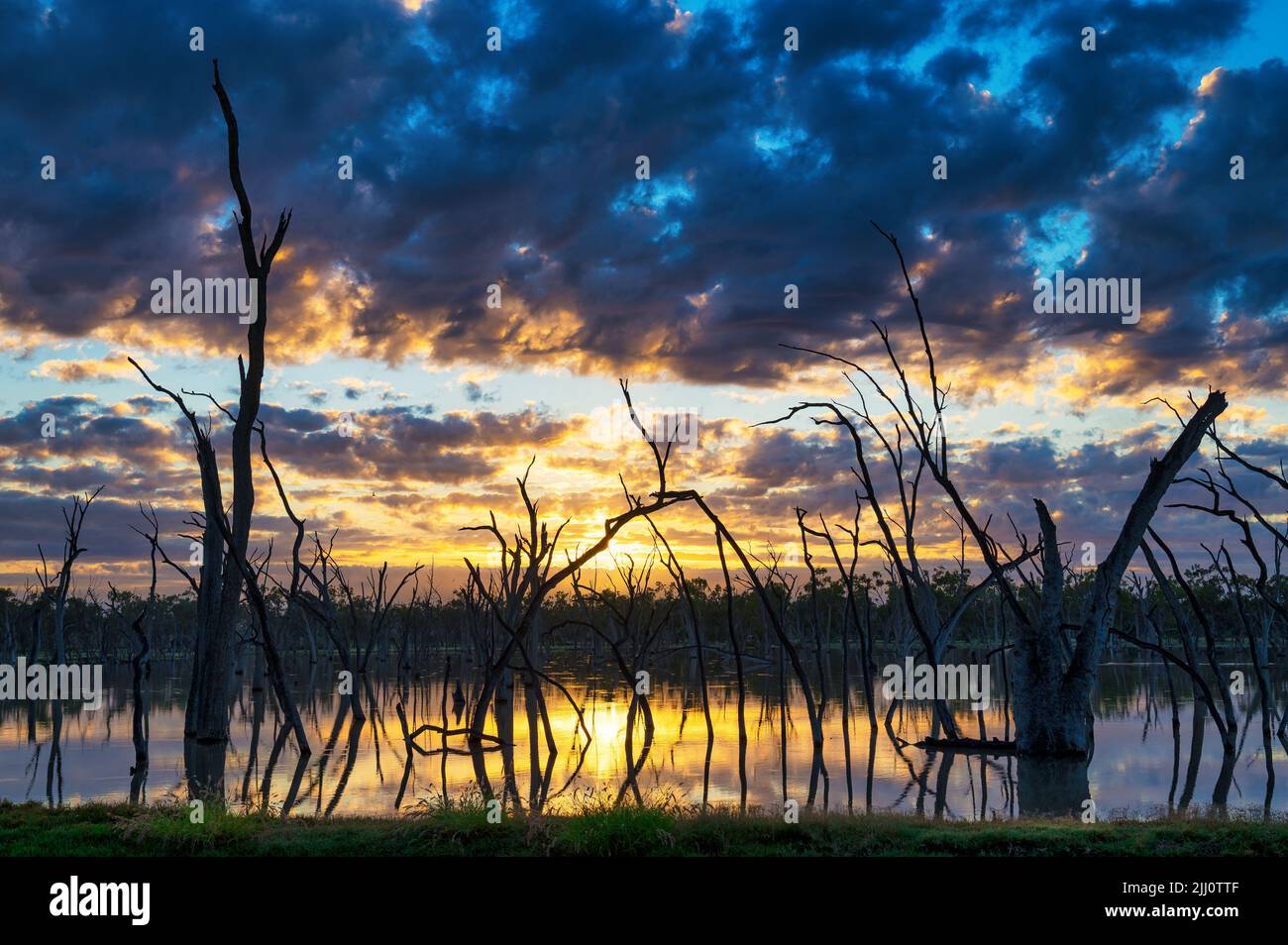 Ein malerischer Sonnenaufgang über einer natürlichen heißen Quelle mit watenden, silhouettierten alten toten Gummibäumen in der Nähe von Barcaldine im Westen von Queensland in Australien. Stockfoto