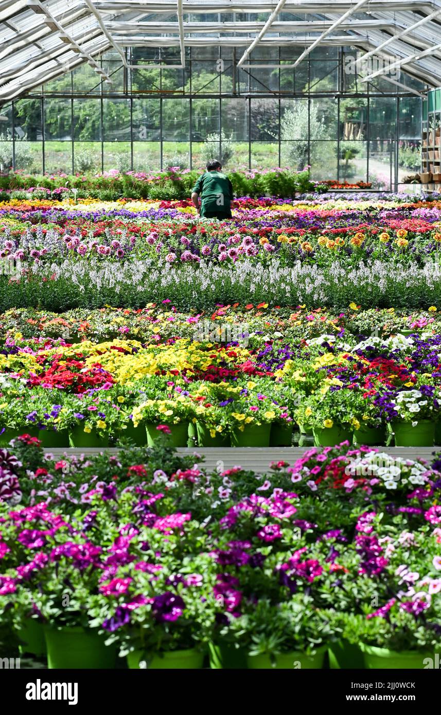 18. Juli 2022, Brandenburg, Michendorf: Das Rosengut Langerwisch bietet  eine Vielzahl von Balkon- und Gartenpflanzen. Rosengut Langerwisch ist eine  der größten professionellen Baumschulen des Landes Brandenburg und  spezialisiert sich auf den Anbau