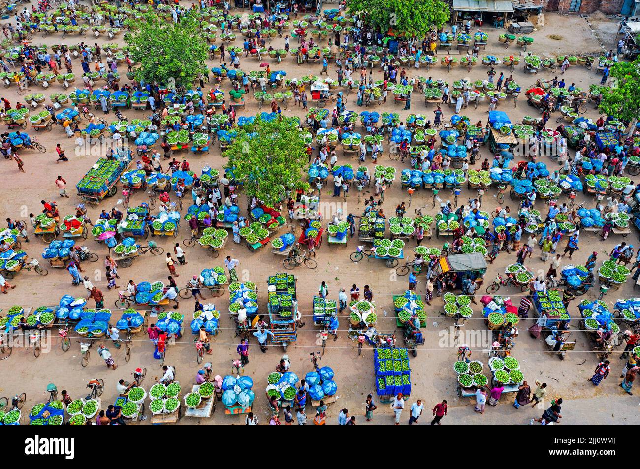 Geschäftiger Mangobarkt im ländlichen Bangladesch, Mangos auf zwei- und Dreirädern, lokale Händler, Desi Vibes, Sommerernte, traditioneller Handel Stockfoto