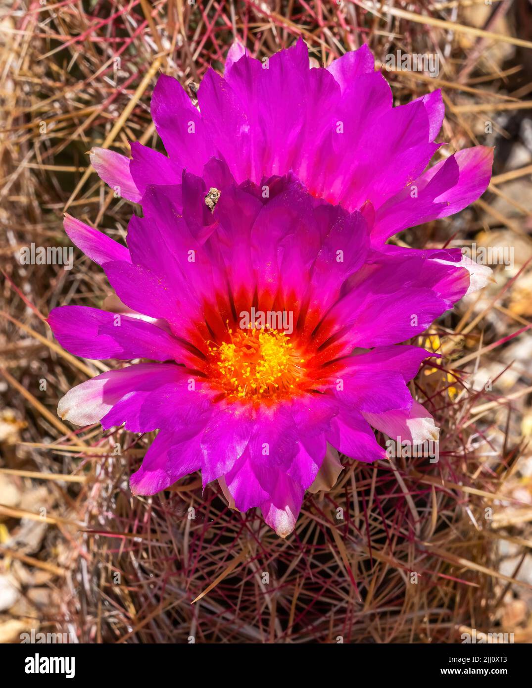 Rosa Gelbe Blüten Regenbogen Igelkaktus blühender Macro Echinocereus rigidissimus Sonora Desert Museum Tucson Arizona Stockfoto