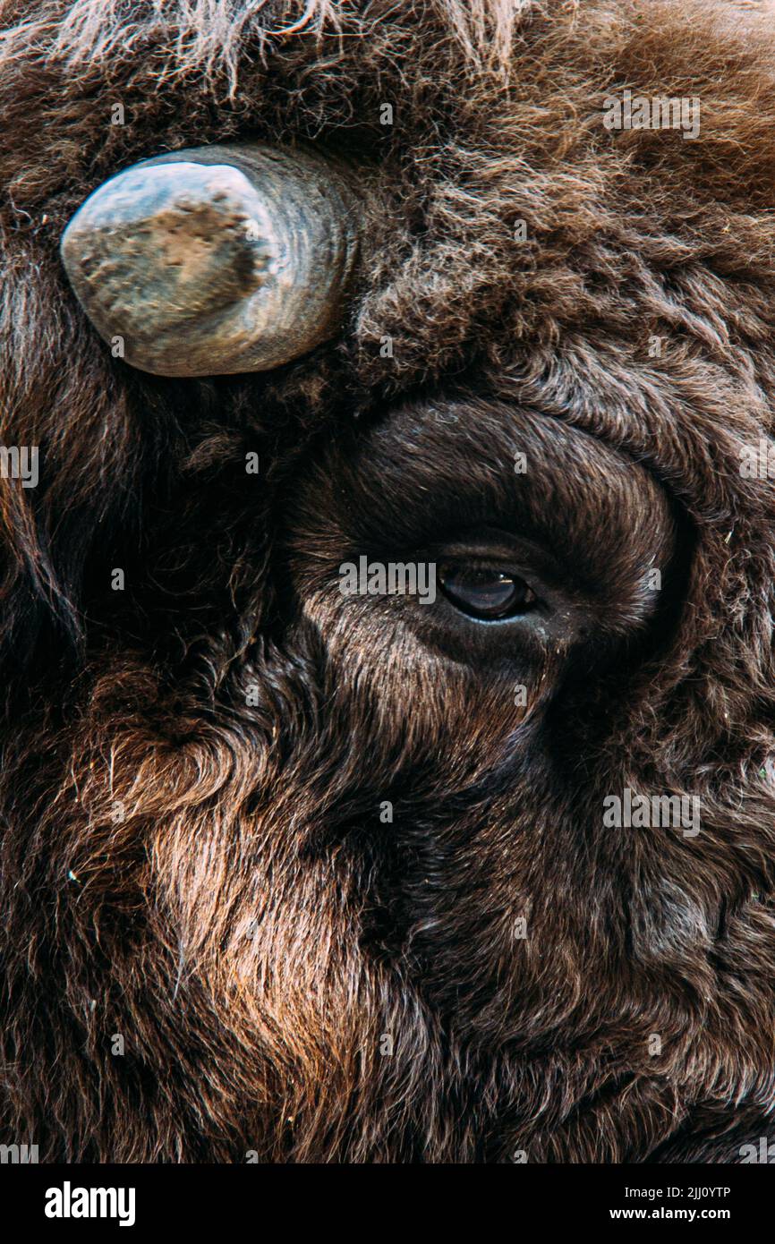 Schnauze eines Bisons im Profil aus nächster Nähe Stockfoto