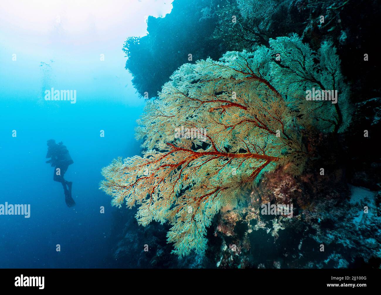 Taucher, der Meeresfan am Tubbataha Reef erkundet Stockfoto