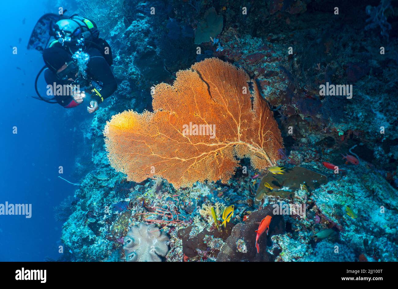 Taucher erkunden Korallen am Tubbataha Reef Stockfoto