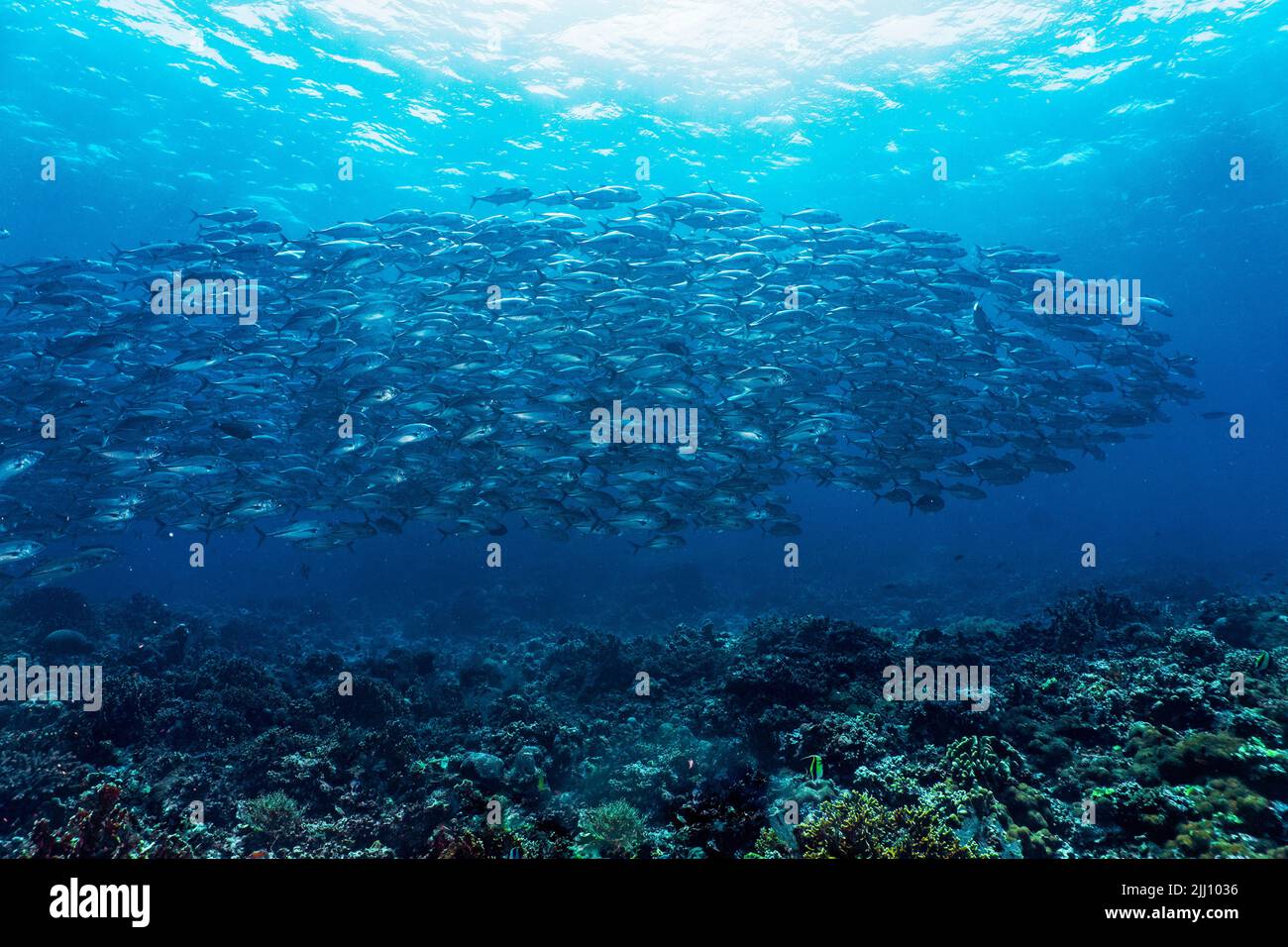 Ein Schwarm Travelly-Fische am Tubbataha Reef auf den Philippinen Stockfoto