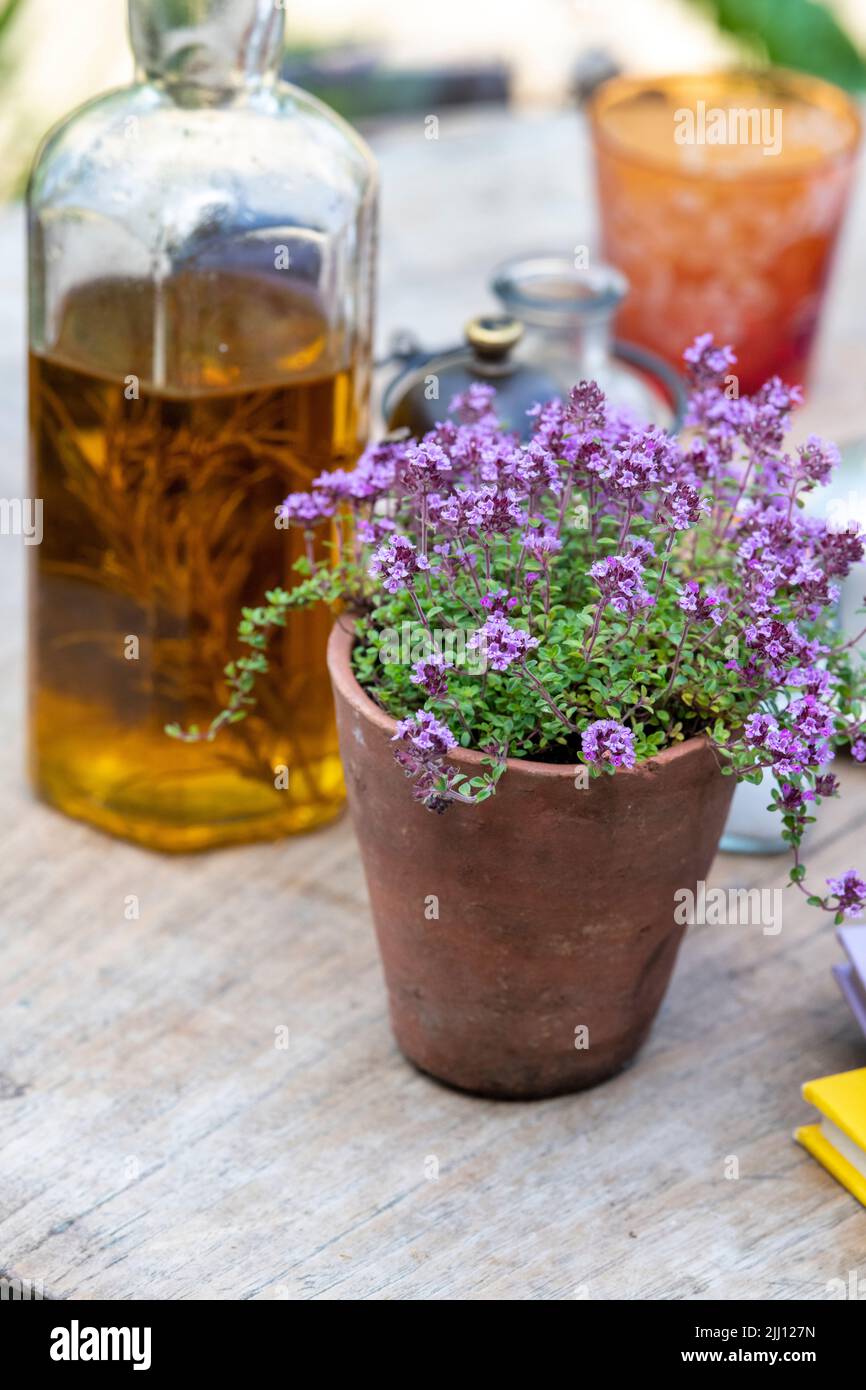 Thymus. Thymian in einem Pflanzentopf auf einem Gartentisch Stockfoto