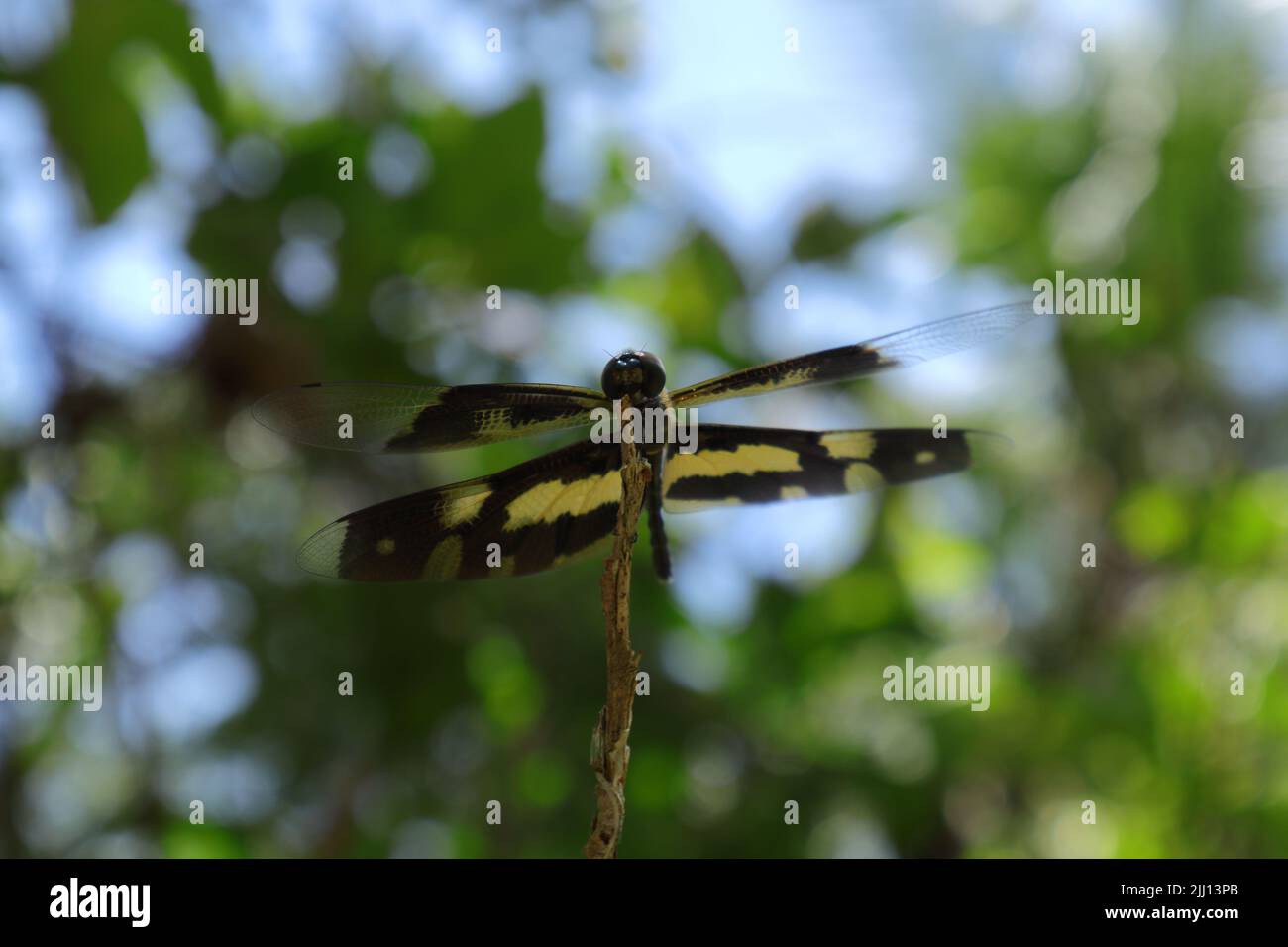 Flache Vorderansicht einer gemeinsamen Bilderflügeldragonfly (am weitesten Variegata), die auf der Spitze eines toten Stiels thront. Die Flügel der Fliege lehnten sich an das Bohrgerät Stockfoto