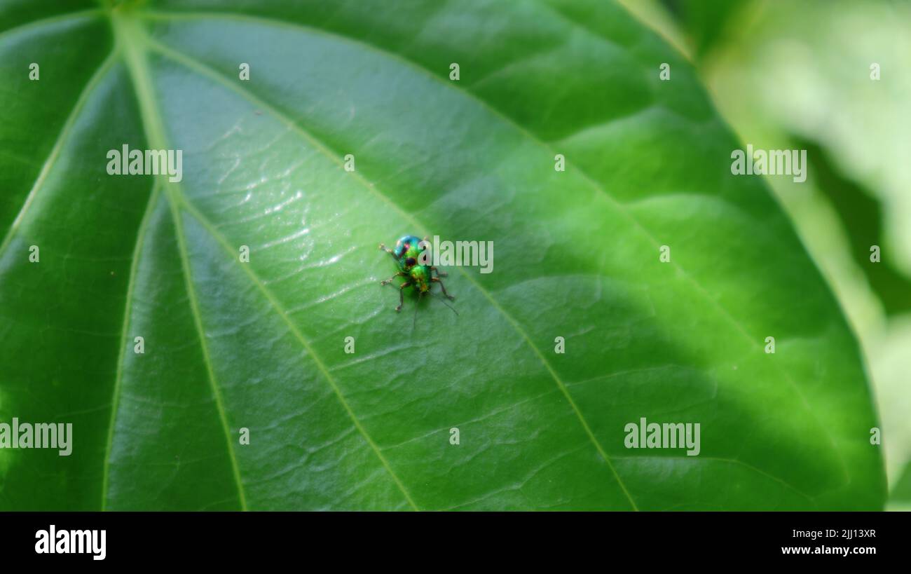 Ein metallisch-grüner Käfertop auf der Oberfläche eines großen Betel-Blattes Stockfoto