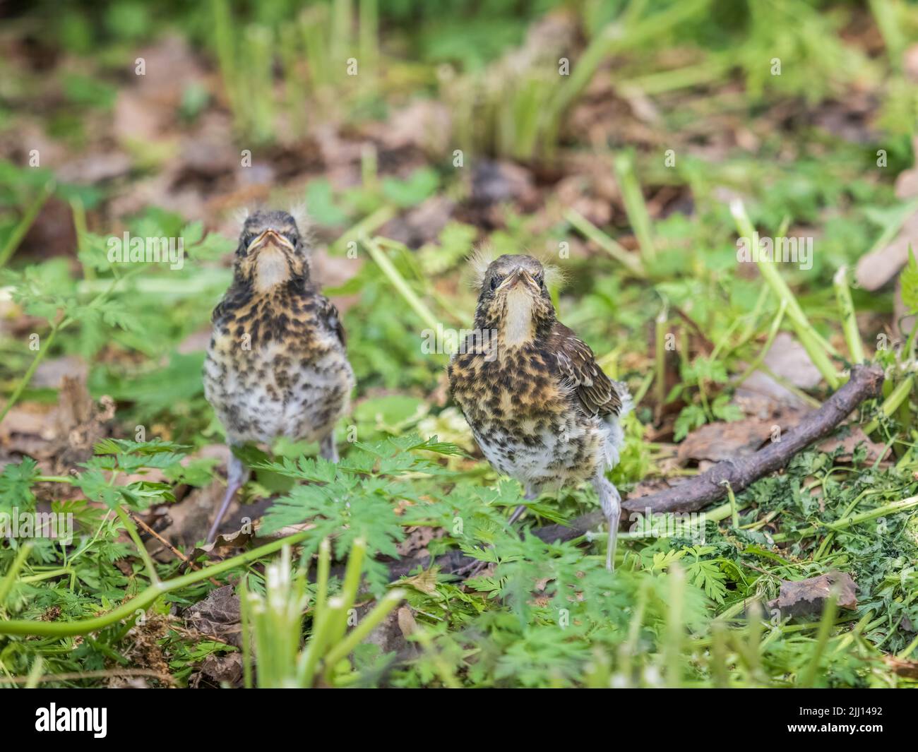 Zwei Feldfeilküken, Turdus pilaris, haben das Nest verlassen und sitzen auf dem Frühlingsrasen. Feldküken sitzen auf dem Boden und warten auf Nahrung Stockfoto