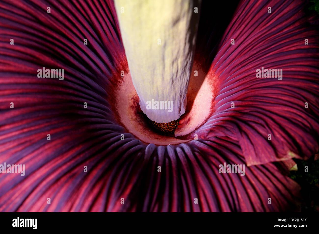 Peking, China. 22.. Juli 2022. Das am 19. Juli 2022 aufgenommene Foto zeigt eine Innenansicht einer blühenden Leichenblume im China National Botanical Garden in Peking, der Hauptstadt Chinas. Im China National Botanical Garden in Peking sind zwei Leichen-Blüten aufgeblühen, was die erste "Gruppenblüte" der bedrohten Arten, die weltweit unter künstlichem Anbau stehen, markiert.ZUM THEMA "bedrohte Leichen-Blüten blühen im China National Botanical Garden" Quelle: Xinhua/Alamy Live News Stockfoto