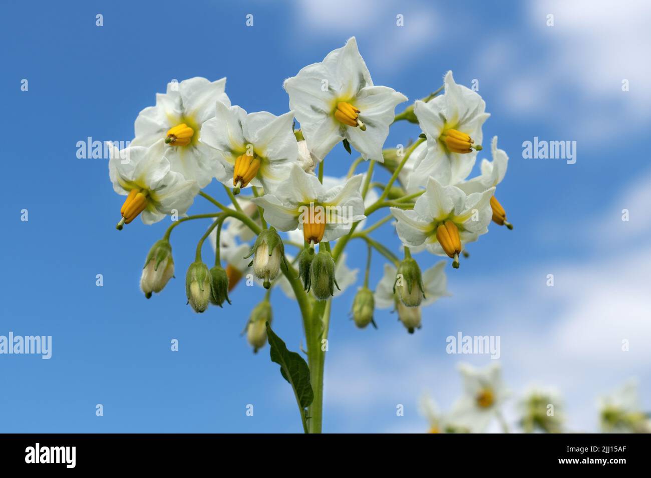 Schöne weiße Blüten einer Kartoffelpflanze in Nahaufnahme Stockfoto