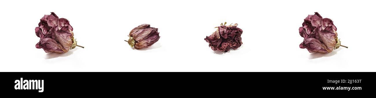 Getrocknete Hibiskusblütenköpfe isoliert auf weißem Hintergrund. Set aus verwelkter Rosenblüte Stockfoto
