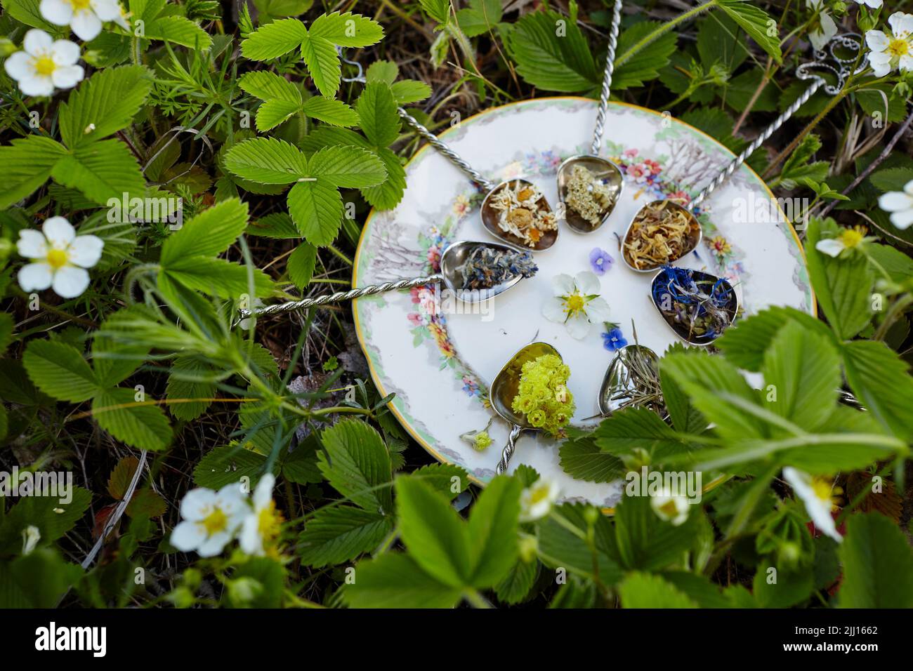 Medizinische Kräuter auf Löffeln auf dem Teller gesammelt. Frische grüne Kräuter ernten. Alternative Kräutermedizin. Sammlung von Heilkräutern. Selektiver Fokus Stockfoto