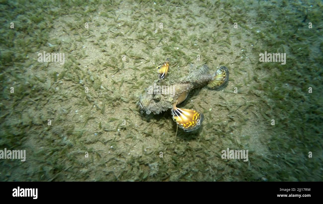 Dämon Stinger läuft auf sandigen Boden mit grünen Algen bedeckt. Bärtiger Ghoul, Seegelch oder Devilfish (Inimicus didactylus) Rotes Meer, Ägypten Stockfoto