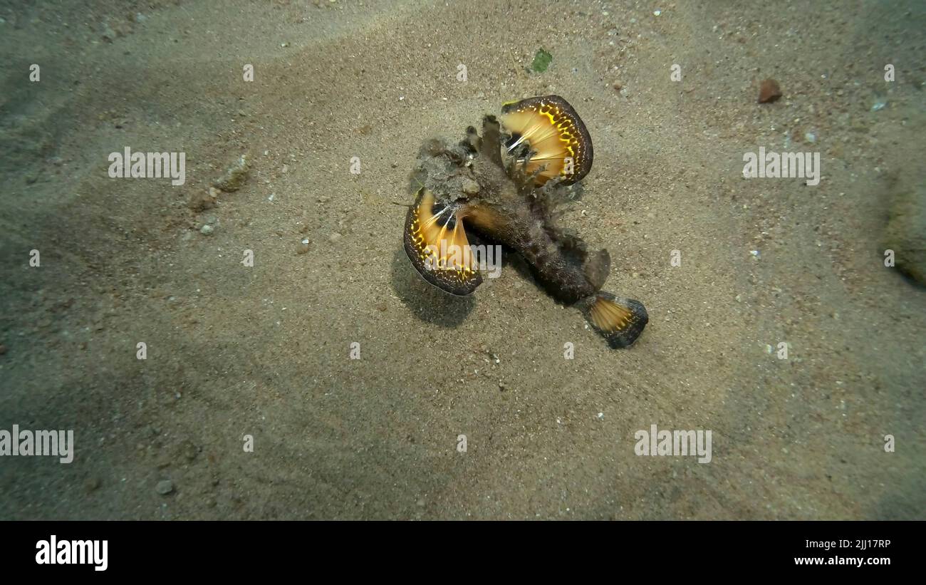 Dämon Stinger läuft auf sandigen Grund. Bärtiger Ghoul, Seegelch oder Devilfish (Inimicus didactylus) Rotes Meer, Ägypten Stockfoto