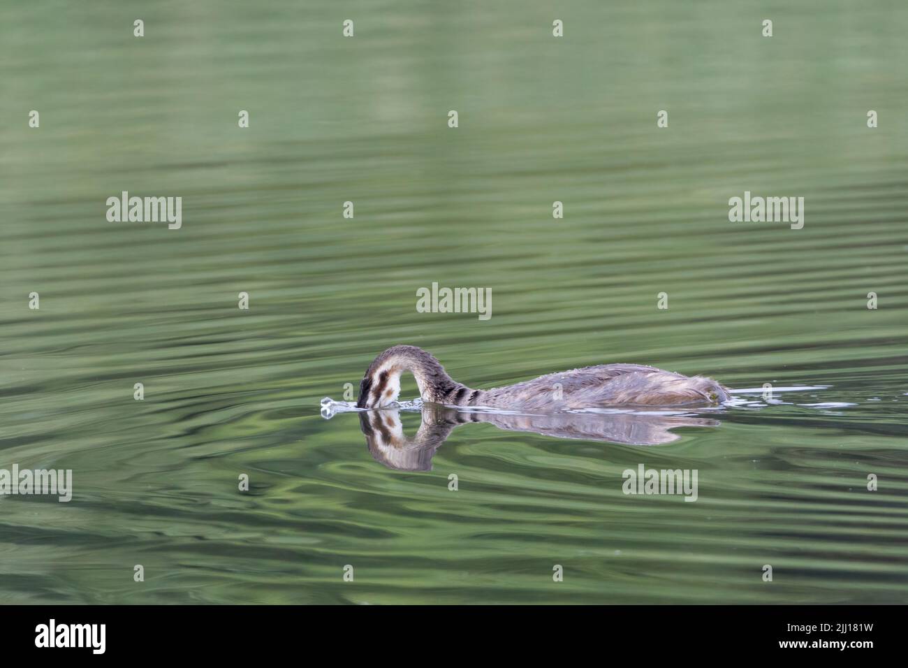 Jungtier-Haubentaucher (podiceps cristatus), ein künstlerisches Bild mit Spiegelung in Wasser, das abstrakte Formen bis in den Kopf und Hals eintaucht Stockfoto