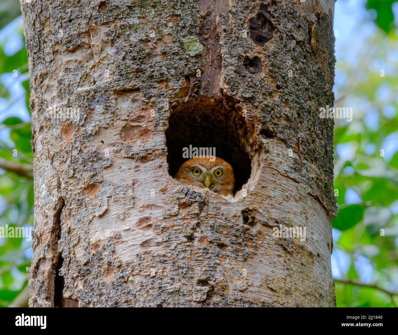 Eine Eule mit gelben Augen sitzt in einer Mulde Stockfoto