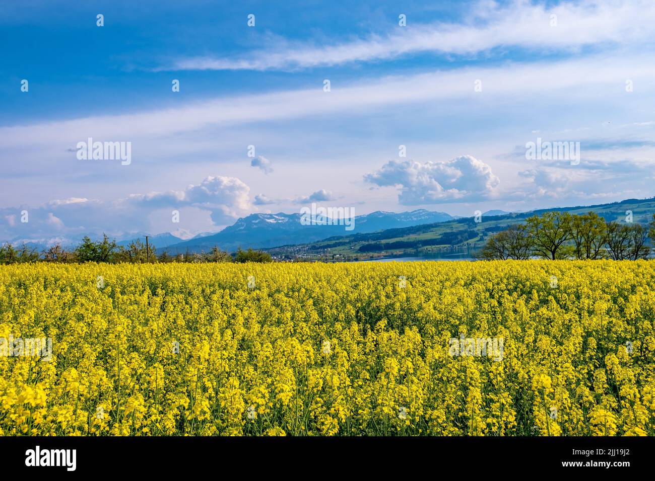 Feld von gelbem Raps - Sempach, Schweiz Stockfoto