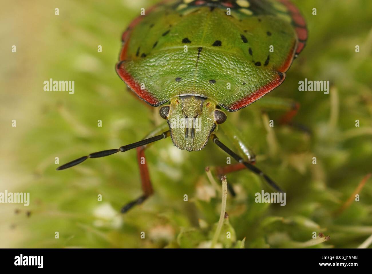 Nahaufnahme des farbenfrohen grünen und rosa Nympheninstaars des südgrünen stinkenden Käfers Nezara viridula im Garten Stockfoto