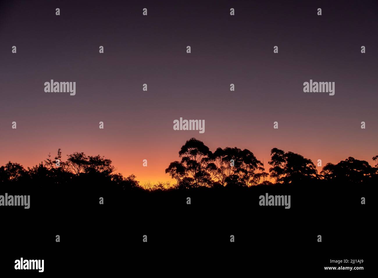 Bäume, die bei australischem Sonnenuntergang mit Nachglühen von Aerosolen in der Atmosphäre, die beim Vulkanausbruch in Tonga unter Wasser entstanden sind, am 15. Januar 2022, zum Silhouetten geratenen. Stockfoto