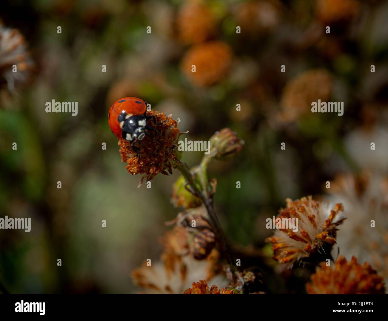 Ein Marienkäfer auf einer Pflanze Stockfoto