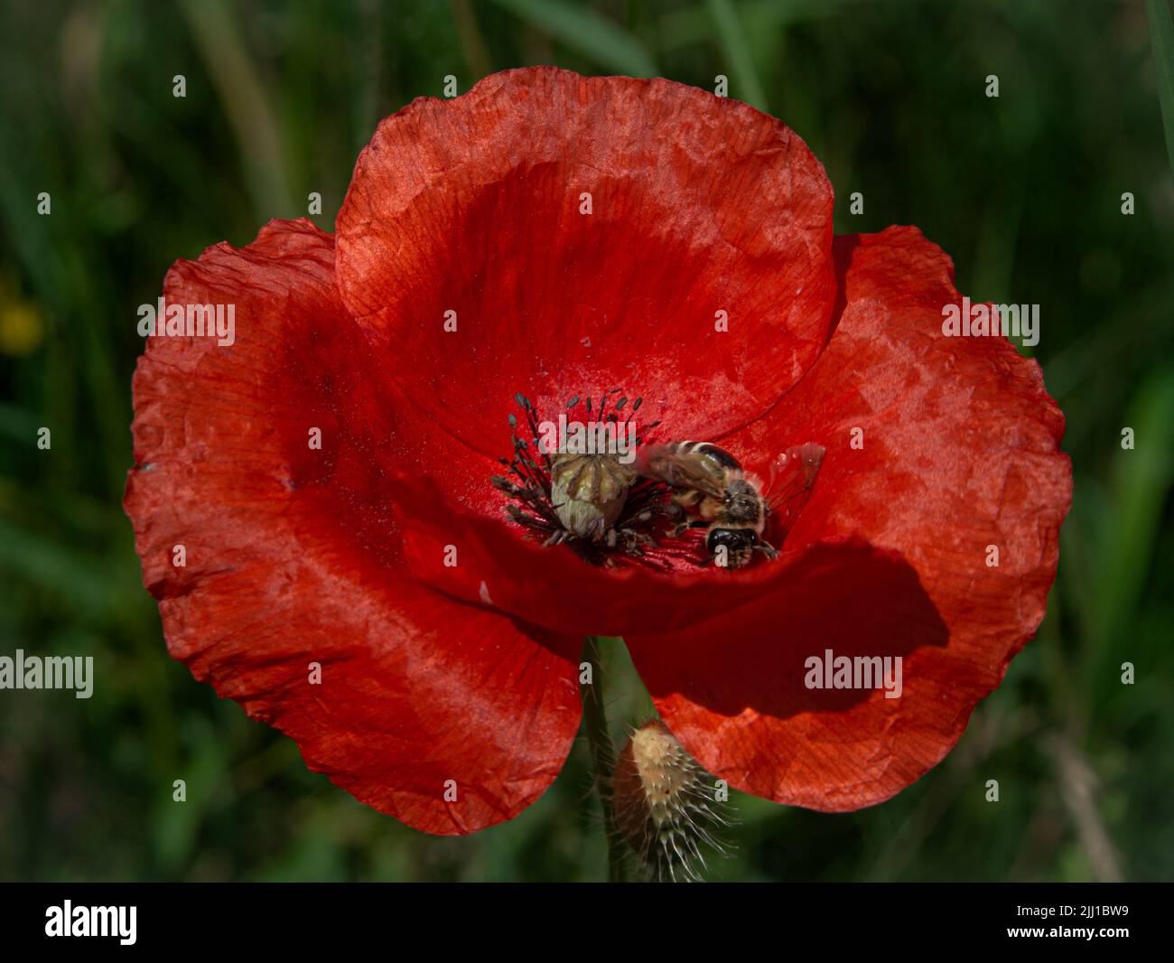 Eine Biene, die in einem roten Mohn liegt Stockfoto