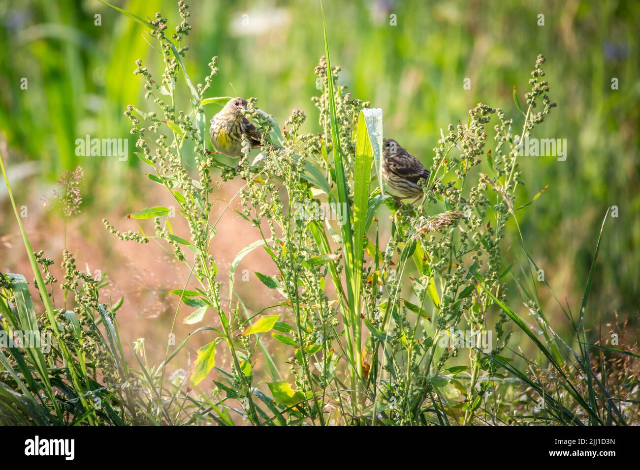 Junge Serine (Serinus serinus) im Gras Stockfoto