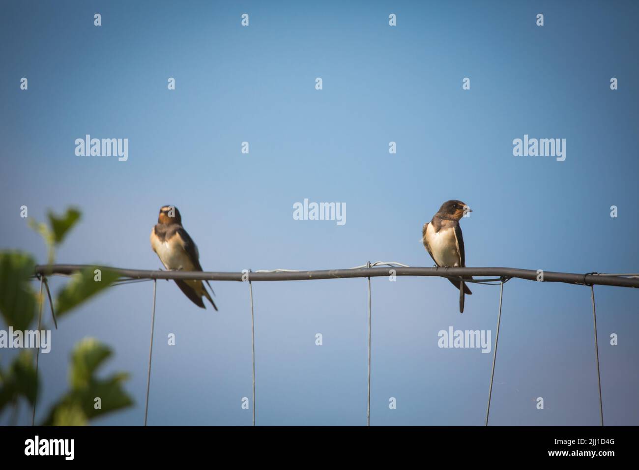 In einem Zaun sitzende Schwalben (Hirundo rustica) Stockfoto