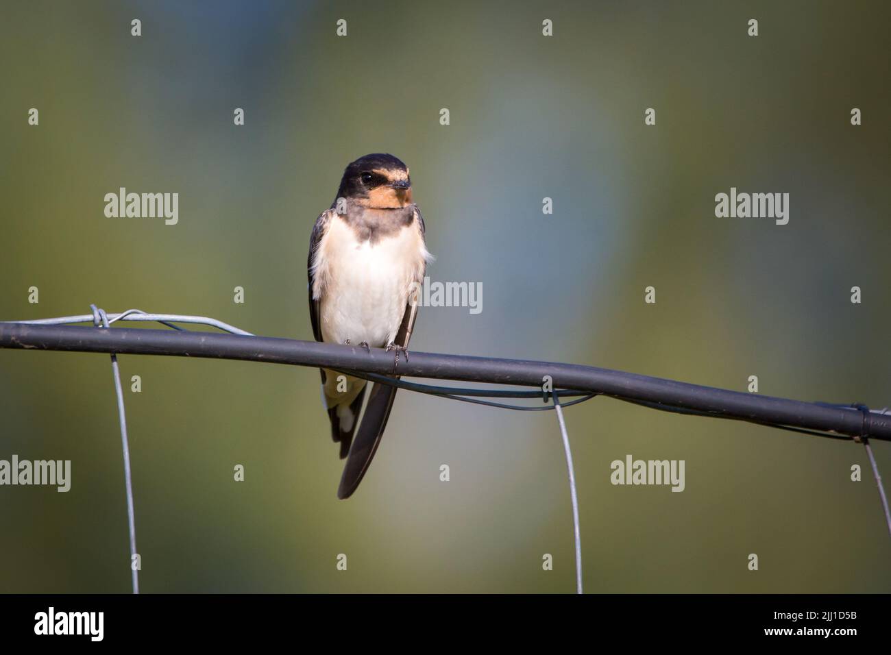 Schwalbe (Hirundo rustica) in einem Zaun Stockfoto