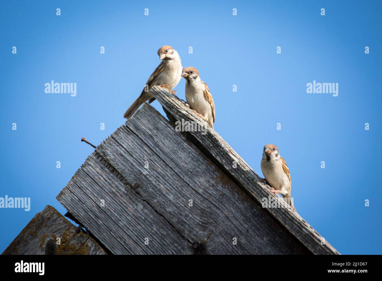 Baumspatzen (Passer montanus), die auf einem Stalldach sitzen Stockfoto