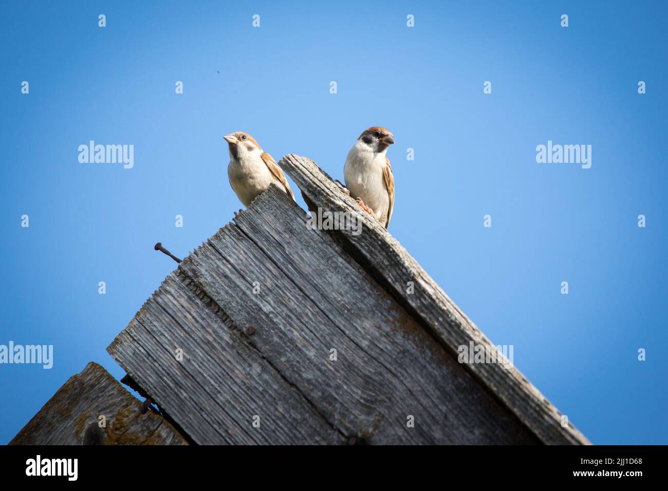 Baumspatzen (Passer montanus), die auf einem Stalldach sitzen Stockfoto
