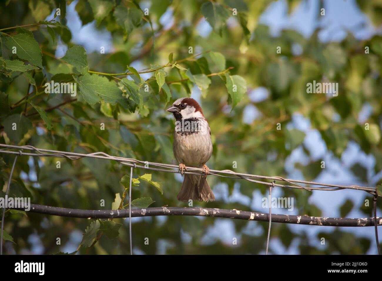 Männlicher Hausspatz (Passer domesticus), der in einem Zaun sitzt Stockfoto