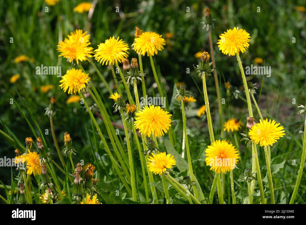 Blühende gelbe Delelionen auf dem Feld bei strahlend sonnigem Tagesausblick Stockfoto