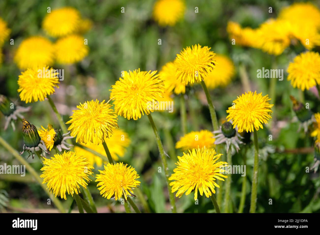 Blühende gelbe Delelionen auf dem Feld bei strahlend sonnigem Tagesausblick Stockfoto
