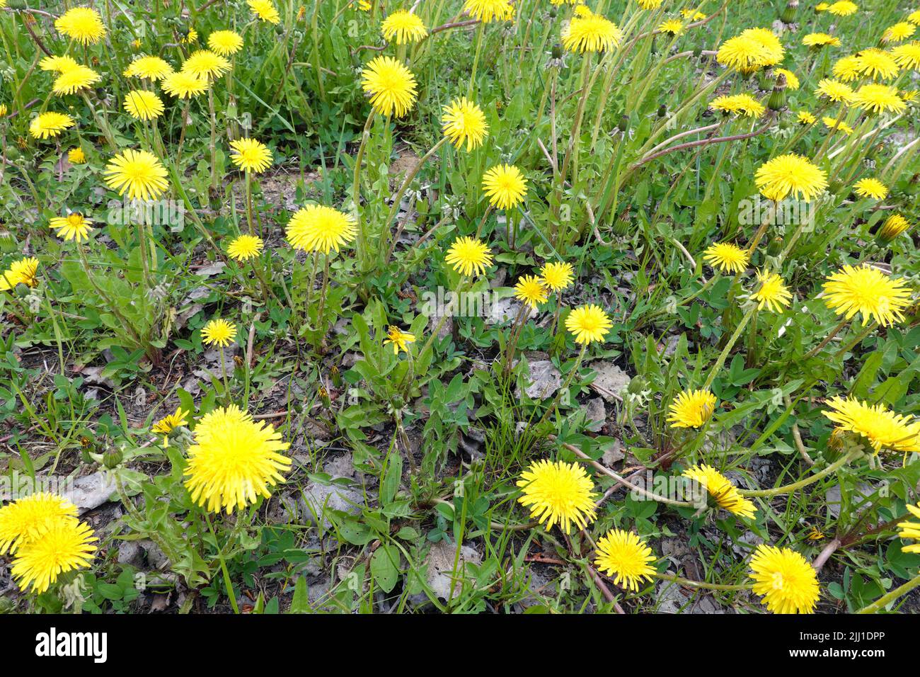 Blühender gelber Dandelion als Blumenteppich bei hellem sonnigen Tag aus der Nähe Stockfoto