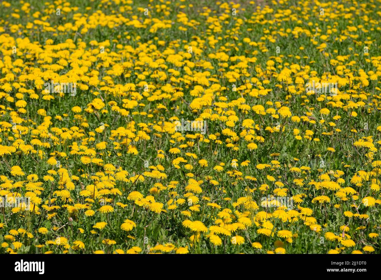 Viele blühende gelbe Dandelionen als Blumenteppich bei hellem sonnigen Tag Nahaufnahme Stockfoto