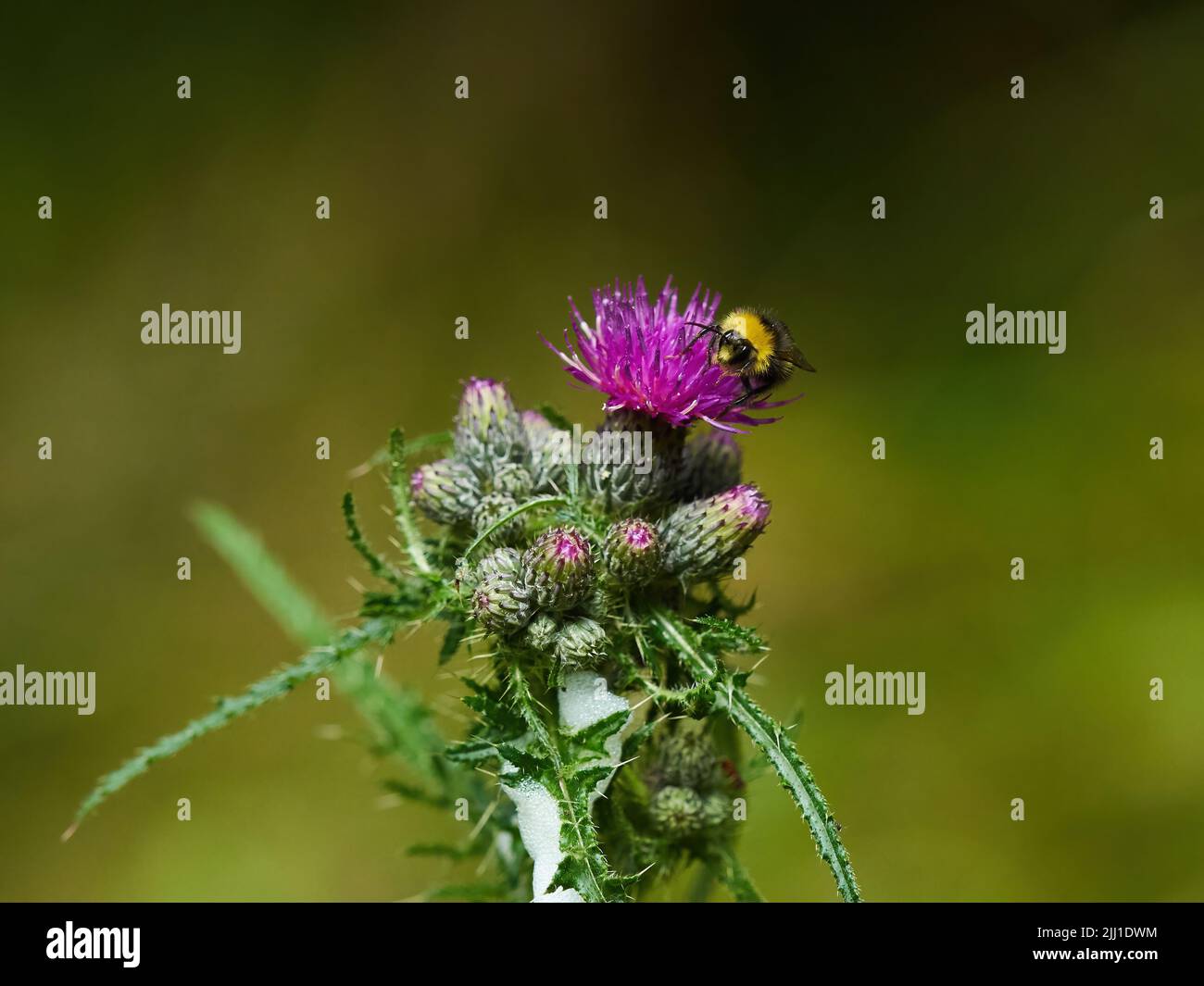 Eine sonnenbeschienene Hummel, die von einer Distelblüte ernährt wird, umgeben von Knospen, die sich noch öffnen müssen. Stockfoto