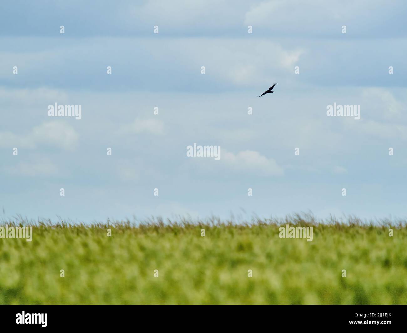 Ein silhouettierter Vogel im Flug, Flügel ausgebreitet und schweben über einem entkokelten, windgepeitschten Weizenfeld, vor einer luftigen, sonnenbeschienenen Wolkenlandschaft. Stockfoto
