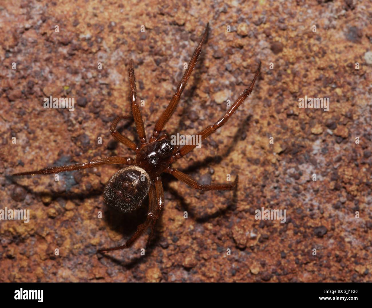 Falsche Witwe Spinne aus der Nähe an der Wand Stockfoto