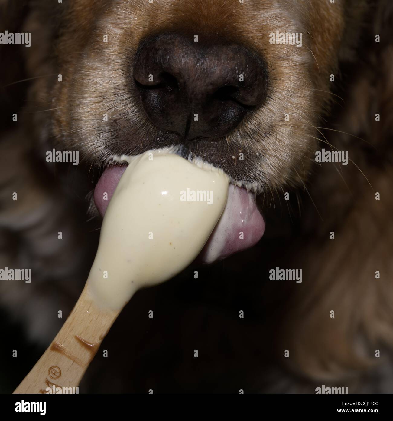 Nahaufnahme des Hundes, der Eis leckt Stockfoto