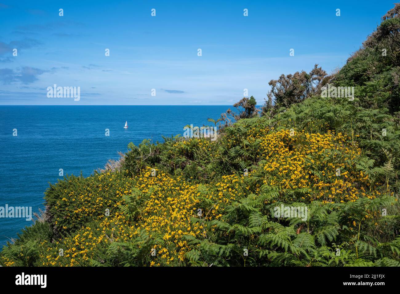 Sommergorse und ein entferntes Segel, Llanlleiana Head, Wales Coast Path, Anglesey, Wales, VEREINIGTES KÖNIGREICH Stockfoto