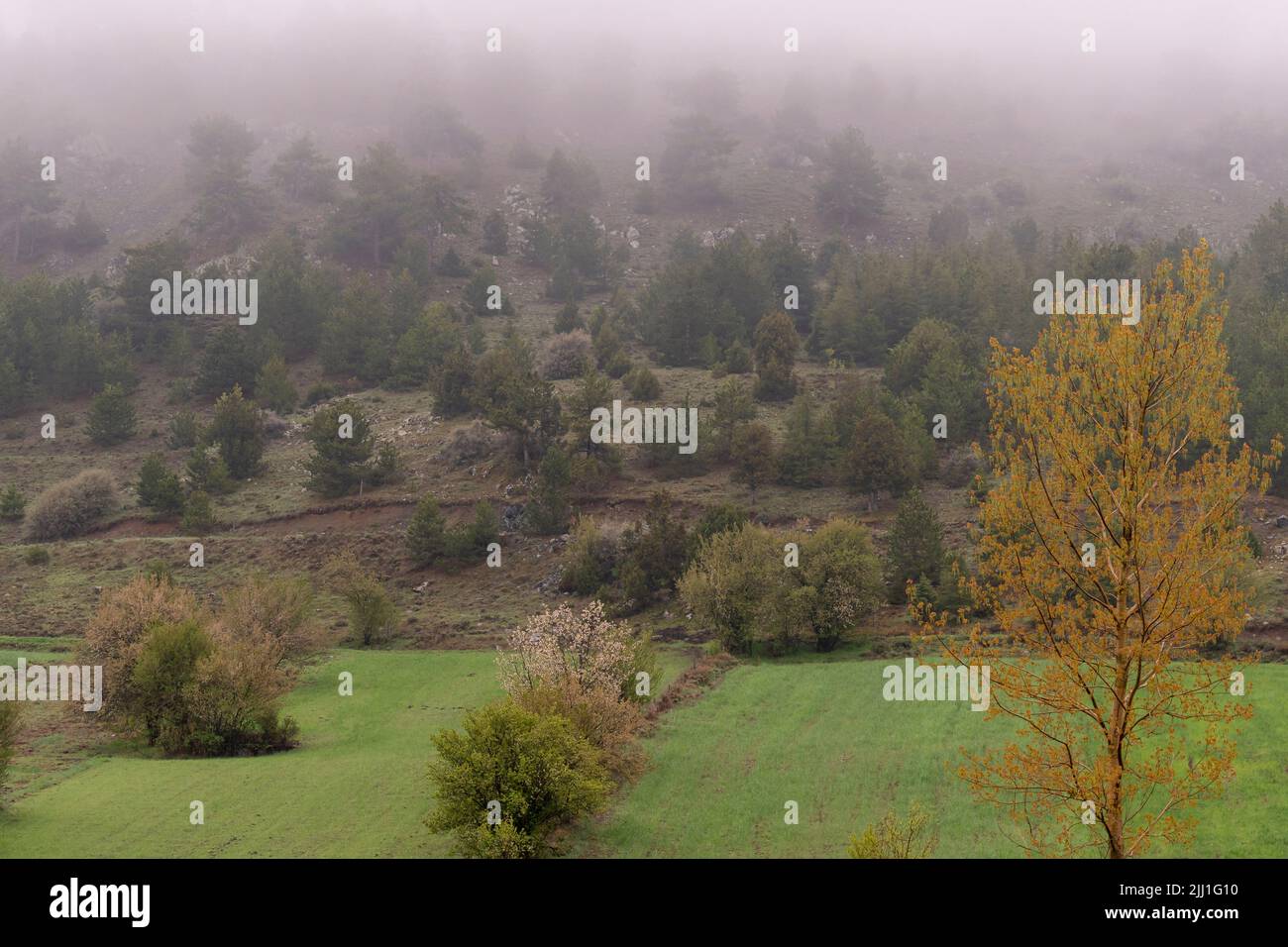 Selektive Fokusaufnahme von Pinien und gelben Bäumen, die bei nebligen Wetterbedingungen am Bergfuß stehen. Stockfoto