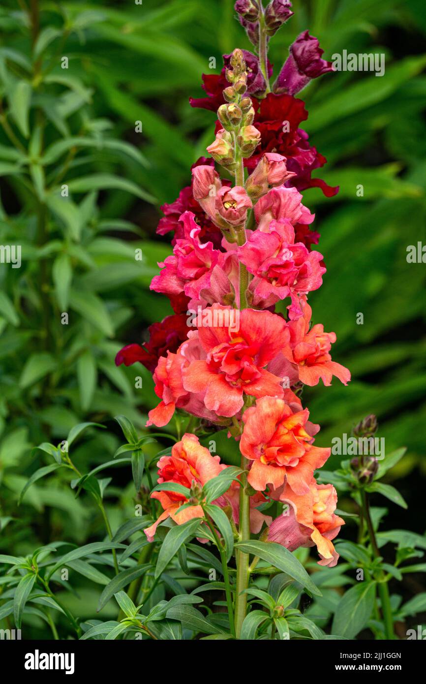 Bunte snapdragon-Blumen aus der Nähe auf einem Blumenbett Stockfoto