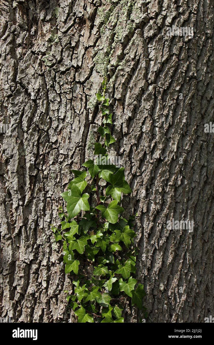 Rinde einer Esche (Fraxinus excelsior) mit Hedera Helix (gemeiner Efeu, englischer Efeu), die darauf klettert (Sidmouth, Devon, England) Stockfoto