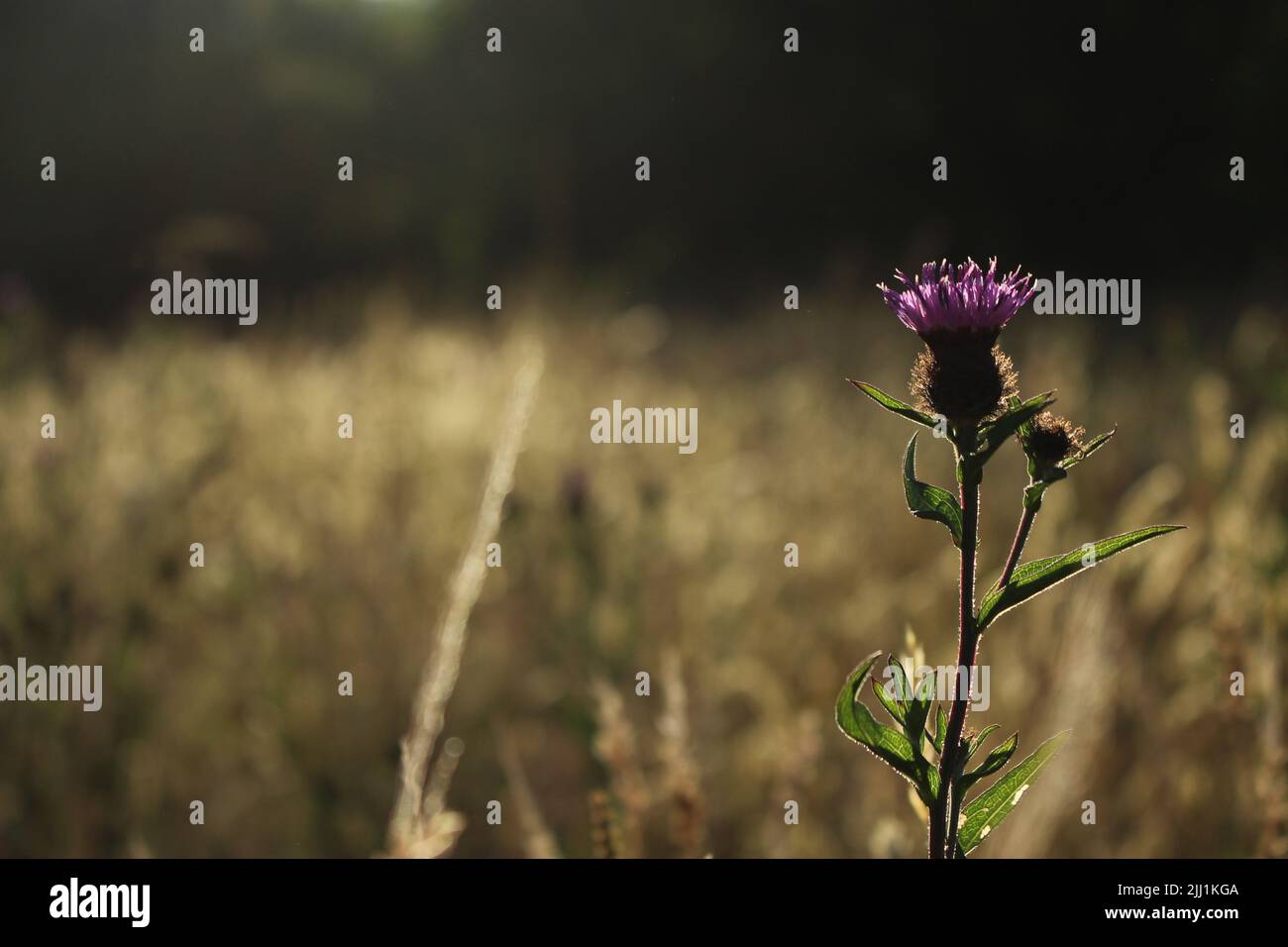 Lila Distelblume, die während eines Sommeruntergangs auf einer goldenen Wiese hoch steht Stockfoto